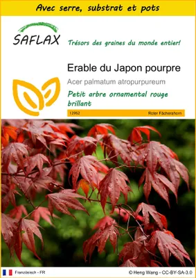 Image de SAFLAX Ensemble de culture - Erable du Japon pourpre - 20 graines - Acer