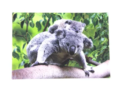 Produktbild von 3 D Ansichtskarte Koala mit Baby, Postkarte Wackelkarte Hologrammkarte Tiere Tier Koalabär