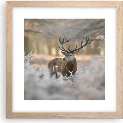 Produktbild von Gerahmtes Poster - Rahmen in heller Eiche - Hirsch Wald Natur - 30x30 cm - Wand Bild - Wanddeko - Wandbilder - Wandposter - Bilderrahmen - Bilder - Kunstdruck - Wandbild - P2NAC30x30-3744