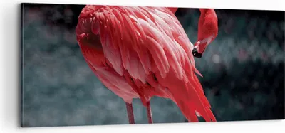 Produktbild von Bild auf Leinwand - Leinwandbild - Einteilig - Flamingo Rosa Vogel - 100x40cm - Wand Bild - Wanddeko - Wandbilder - Leinwanddruck - Bilder - Wanddekoration - Leinwand bilder - Wandbild - AB100x40-4551