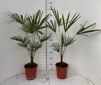 Two potted Chinese Fan Palms are shown against a white background with a ruler for scale.