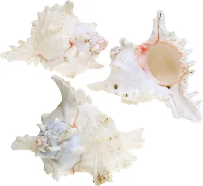 Produktbild von Chicoreus Ramosus Deko-Muschel Natur Set 3 St 16cm, 3 Stück
