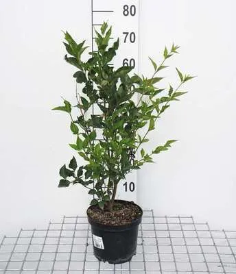 Image de Syringa patula 'Miss Kim' - Lilas 40- 60 cm - conteneur
