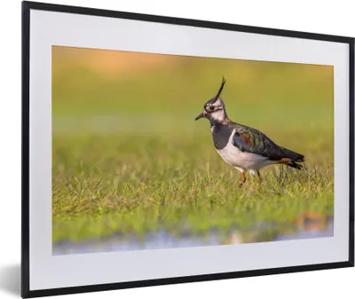 Produktbild von MuchoWow® Gerahmtes Poster Vogel - Gras - Natur - Tiere - Kiebitz 60x40 cm - Poster mit Schwarzem Bilderrahmen Wandposter Rahmen Foto Bilder - Schlafzimmer - Plakat in Rahmen - Drucken