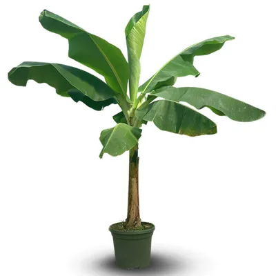Image de Bananier musa dwarf cavendish - plante d'intérieur & extérieur - ↕ 180-200 cm - ⌀ 40 cm - purificateur d'air