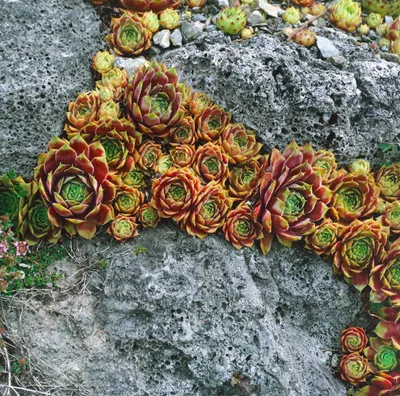 Produktbild von Sempervivum x cult.'Bernstein', Hauswurz, ca. 9x9 cm Topf, pflegeleicht