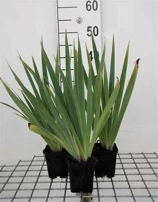 Produktbild von 6 x  Sisyrinchium striatum (lutescens) - Grasschwertel - Topf 9 x 9 cm