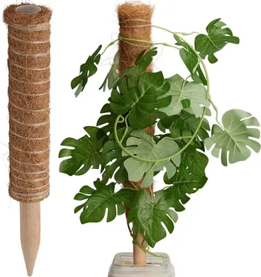 Produktbild von Progarden Kokos-Pflanzenstütze 50 cm – Naturstütze für Kletter- und Zimmerpflanzen