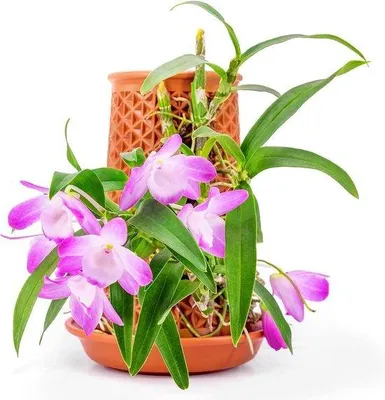 Produktbild von Selbstbewässernde Terracottatöpfe für Orchideen