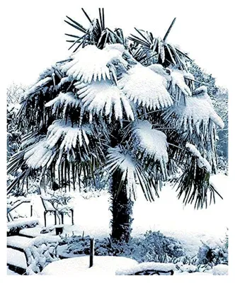 Produktbild von Frostharte Pflanzenrarität Trachycarpus latisectus Windamerpalme bis 100 cm, Grün