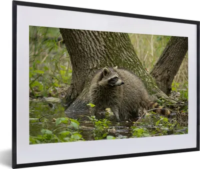 Produktbild von MuchoWow® MuchoWow® Gerahmtes Poster Waschbär - Wild - Wald 60x40 cm - Poster mit zchwarzem Bilderrahmen - Schlafzimmer - Plakat in Rahmen - Drucken