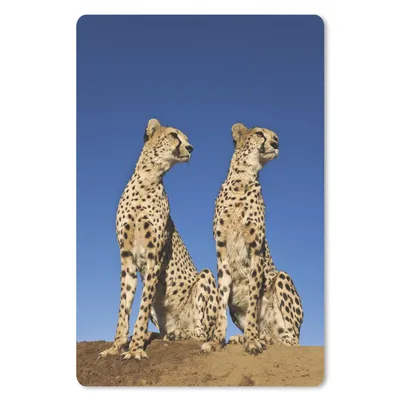 Produktbild von MuchoWow® Mauspad Mousepad Wilde Geparden 40x60 cm - Mousepads - Maus Mat - Pad - Mausunterlage - Schreibtisch Accesoire