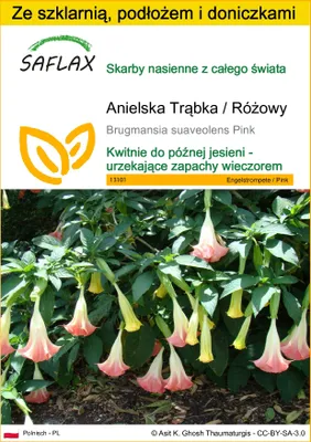 Zdjęcie produktu dla SAFLAX - Zestaw do uprawy - Anielska Trąbka / Różowy - 10 Nasiona - Z mini szklarnią, podłożem uprawowym i 2 doniczkami - Brugmansia suaveolens Pink