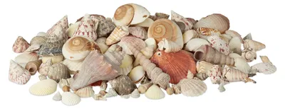 Produktbild von Omgoods – Dekorativer Muschelmix mit Meeresschnecken für Tischdekoration