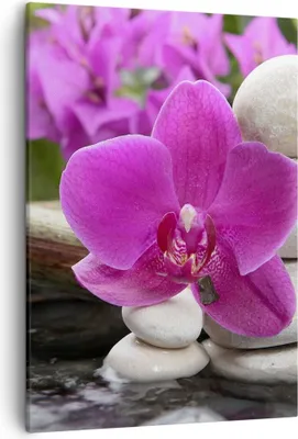 Produktbild von Bild auf Leinwand - Leinwandbild - Einteilig - Orchidee Bambus Dekoration Spa - 50x70cm - Wand Bild - Wanddeko - Wandbilder - Leinwanddruck - Wanddekoration - Leinwand bilder - Wandbild - PA50x70-2666