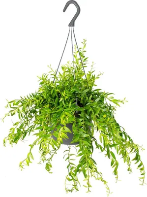 Produktbild von Bloomique - Aeschynanthus Mona Lisa - Lippenstiftpflanze - Hängepflanze - Zimmerpflanzen - Tierfreundlich - 20-30 cm Hoch - Topf 17 cm