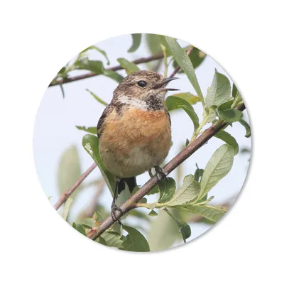Produktbild von MuchoWow® Mauspad Mousepad Vogel - Äste - Blätter 40x40 cm - Mousepads - Maus Mat - Pad - Mausunterlage - Schreibtisch Accessoires