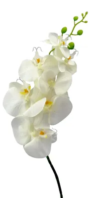 Produktbild von Kunstblume Phalaenopsis 86cm. Orchidee, Orchideentrieb. CREME