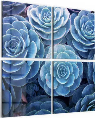 Produktbild von DEQORI Glasbild Echtglas 4x50x50 cm 'Blaue Sukkulentenpracht' Wandbilder XXL groß