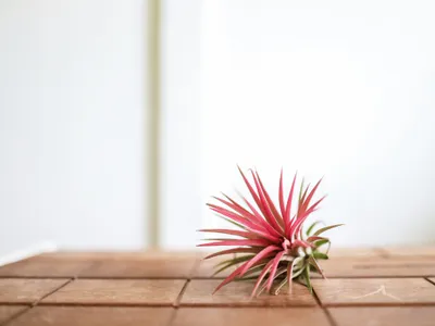 Obrázok produktu pre Gardners Aerárium s Tillandsií Ionantha red