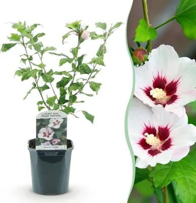 Immagine prodotto di Arbusti - Hibiscus syriacus Hamabo - Fiore rosa chiaro - 1 Pianta - Deciduo - Bassa manutenzione - 35-45cm - Ø18cm - Pianta da giardino