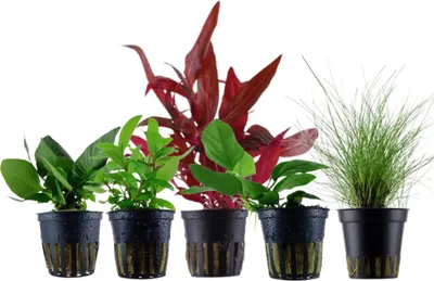 Produktbild von Pflanzen Set mit 5 Vordergrund Topf Aquarium Wasserpflanzen AquaOne Nr.111