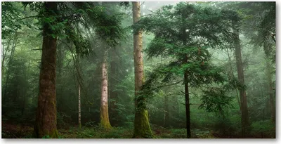 Produktbild von Tulup® Glas-Bild - 100x50 -Wandkunst - Wandbild hinter gehärtetem Sicherheitsglas  - Landschaften - Nebel im Wald - Grün