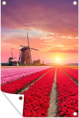 Obrázek produktu pro MuchoWow® Zahradní plakáty - Květiny - Větrný mlýn - Tulipány - Západ slunce - Růžová - 180x120 cm - Zahradní dekorace