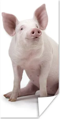Produktbild von MuchoWow® Poster Schwein - Bauernhoftiere - Weiß 60x120 cm - Wandschmuck