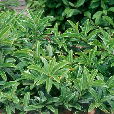Produktbild von 2 x Kirschlorbeer - Prunus laurocerasus 'Mount Vernon' | 20-25 cm in Container