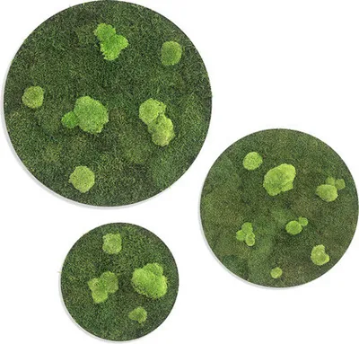 Produktbild von Moosbild Wald & Kugelmoos Ellipsoide 3er-Set Ø 34 cm, 54 cm, 80 cm