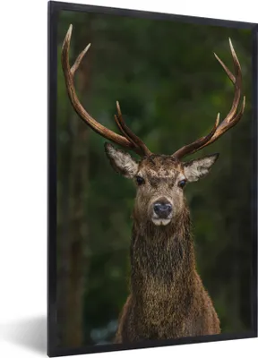 Produktbild von MuchoWow® Gerahmtes Poster Hirsch - Geweih - Natur 40x60 cm - Poster mit Schwarzem Bilderrahmen Wandposter Rahmen Foto Bilder - Papierdruck - Wandbilder