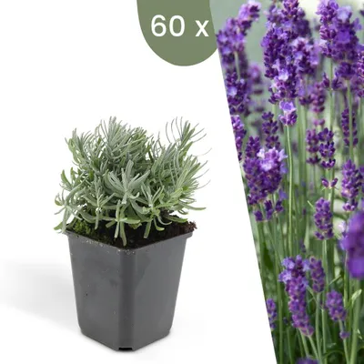 Image de Plants by Frank | 60 Plantes de lavande | Lavandula angustifolia 'Hidcote' | Couvre-sol rustique | Vivaces rustiques | Plantes de jardin