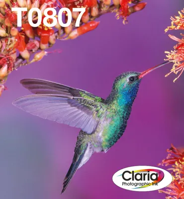 Obrázek produktu pro Epson Hummingbird Multipack 6-colours T0807 EasyMail, Černá, Azurová, Světle azurová, Světle purpurová, Purpurová, Žlutá, 1 kusů, Balení více kusů