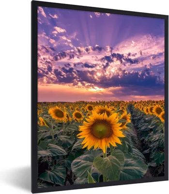 Produktbild von MuchoWow® Gerahmtes Poster Blumen - Himmel - Lila - Sonnenuntergang 60x80 cm - Poster mit Schwarzem Bilderrahmen Wandposter Rahmen Foto Bilder - Premium - Wanddeko Wohnzimmer