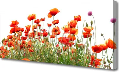 Produktbild von Tulup Leinwand-Bilder 125x50 Wandbild Canvas Kunstdruck Mohnblumen Natur
