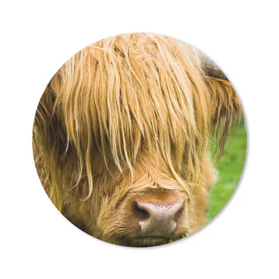 Produktbild von MuchoWow® Mauspad Mousepad Schottischer Highlander - Gras - Fell - Tiere - Kuh 40x40 cm - Mousepads - Maus Mat - Pad - Mausunterlage - Schreibtisch Accessoires