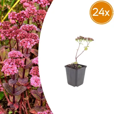 Zdjęcie produktu dla Rozchodnik 'Matrona' | 24 sztuki - 10-25cm - Ø9cm - Roślina ogrodowa
