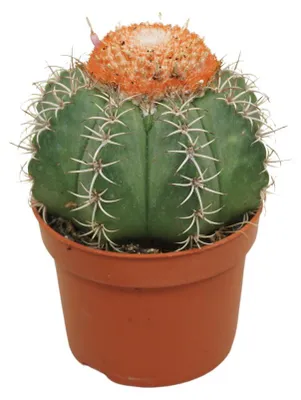 Immagine prodotto di Cactus Melocactus con "epicorte" - Melocactus matanzanus con bocciolo - vaso da 10,5 cm