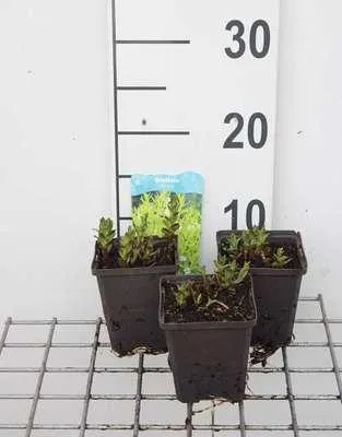 Obrázek produktu pro 6 x Gratiola officinalis - bylina milosti - květináč 9 x 9 cm