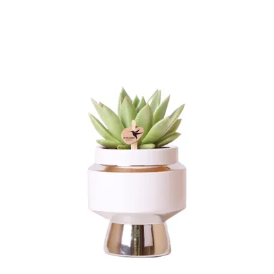 Produktbild von Kolibri Greens | Grünpflanze - Sukkulente Echeveria Miranda im Le Chic Topf silber - Topfgröße Ø9cm - grüne Zimmerpflanze - frisch vom Züchter