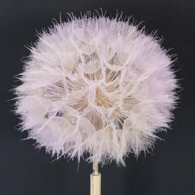 Produktbild von Elegante Trockenblumen-Deko für Wohnzimmer und moderne Arrangements, 4 Stück