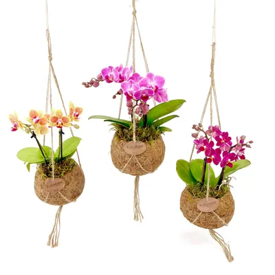 Obrázek produktu pro Kokodama Phalaenopsis (L)