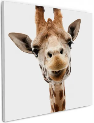 Produktbild von Wallario Premium Leinwandbild Giraffenkopf in Größe 50 x 50 cm