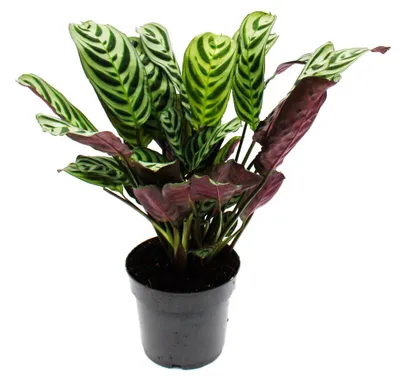 Produktbild von Hörbare Schattenpflanze mit tollen Blattmustern Ctenanthe burle-marxii Marante Korbmarante 14cm Topf ca. 40cm hoch
