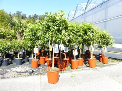 Produktbild von Citrus Yuzu 100 - 120 cm, Zitronenbaum Zitrone, japanische Zitrone, winterhart