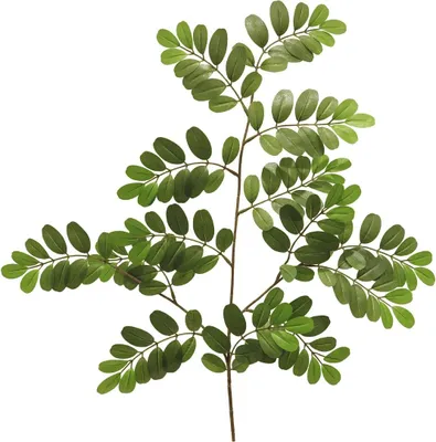 Produktbild von artplants.de Deko Zweig Robinie WENLIN, grün, 70 cm - Künstlicher Blätterzweig
