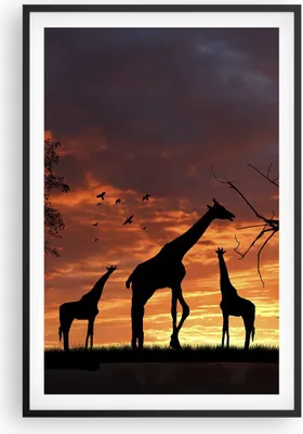 Produktbild von Gerahmtes Poster - Schwarzer Rahmen - Giraffe Afrika Sonne Safari - 61x91,5 cm - Wand Bild - Wanddeko - Wandbilder - Wandposter - Bilderrahmen - Bilder - Kunstdruck - Wandbild - P2BPA61x91-0507