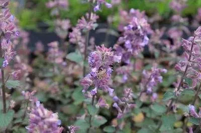 Immagine prodotto di 6 x Nepeta hybr. 'Cat's Pajama' - Erba gatta - vaso 9 x 9 cm
