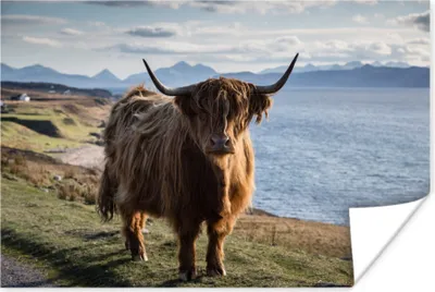 Produktbild von MuchoWow® Poster Schottische Hochlandrind - Bergen - Meer 60x40 cm - Schlafzimmerdekoration
